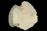 Hadrosaur Ungal (Claw) - Alberta (Disposition #-) #183273-1